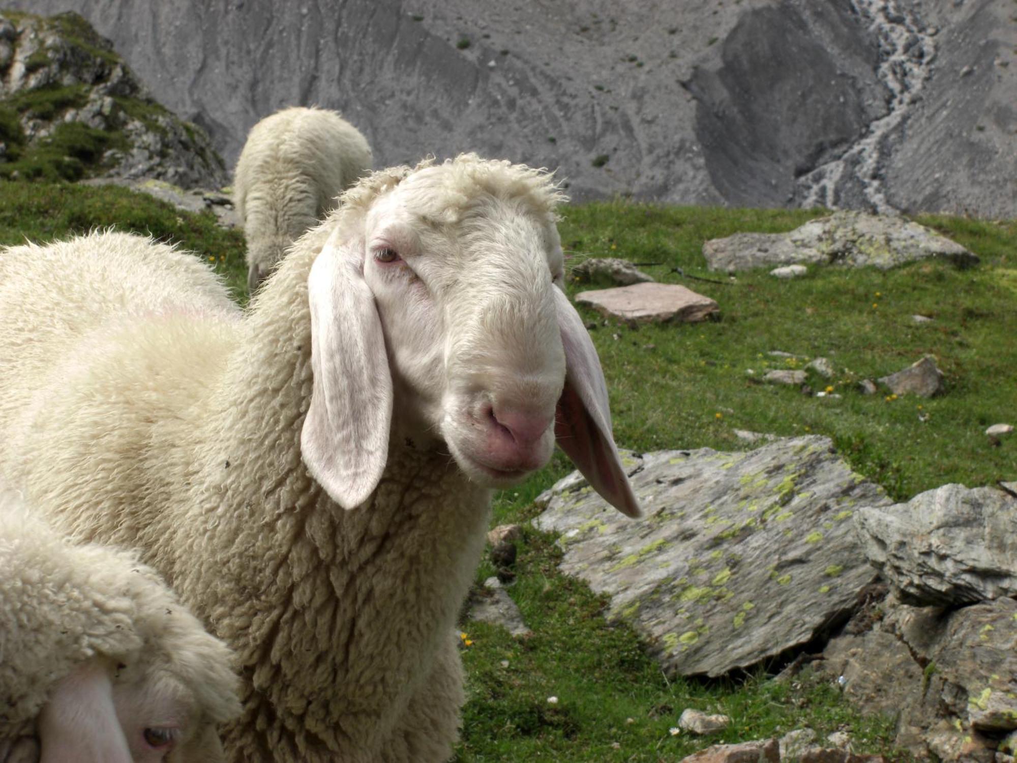 Garni Des Alpes Ξενοδοχείο Solda Εξωτερικό φωτογραφία